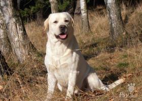 Labradorský retriever-nabídka krytí